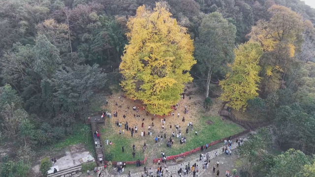 初冬“杏”韵：邂逅贵州的金色浪漫
