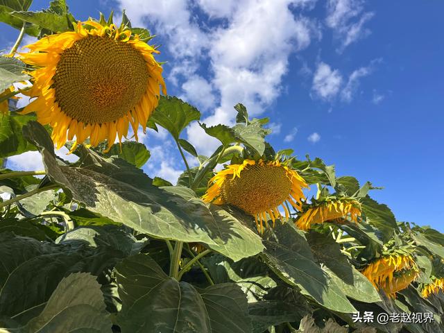探秘呼和浩特！北疆农牧科技文化园，解锁城市里的田园新玩法！
