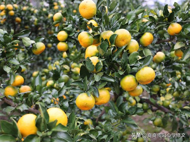 【乡愁印迹·村史村事】修文县桃源村——兵家必争的“腊鲊坝”