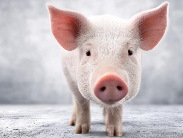 生肖猪：提醒！你和这个属相的人不合！