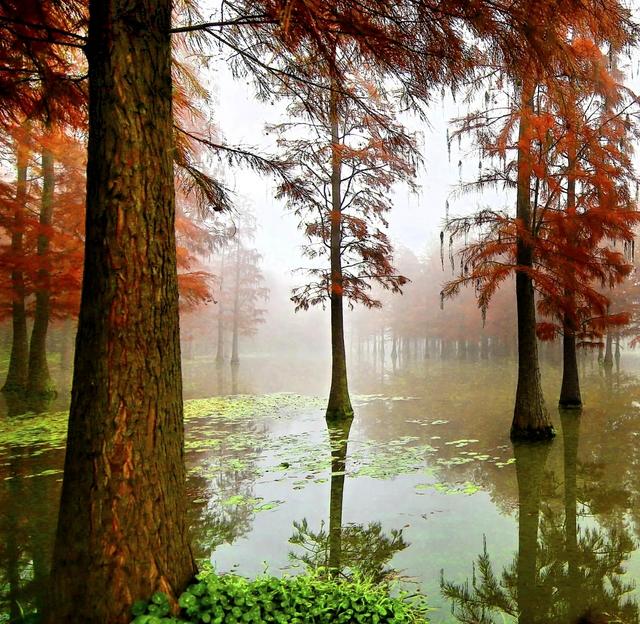 奉贤海湾森林公园红杉林美哭，带娃玩足一整天不重样。面积特别大