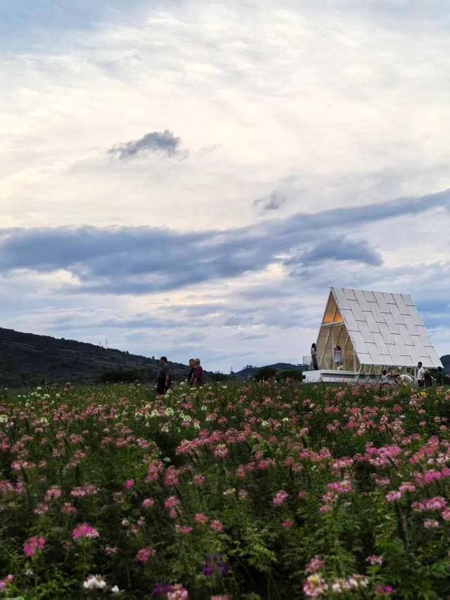 桂林：漓畔花海莲花源！
