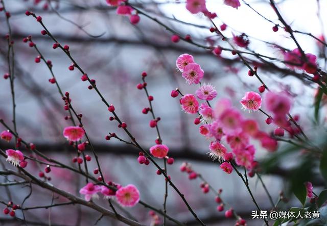 六盘水市水城河畔冬樱和梅花盛开鸟语花香引客来