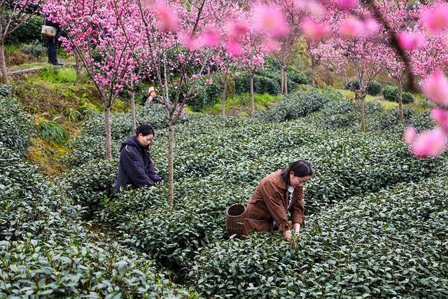 春到乐山，“香”约起来