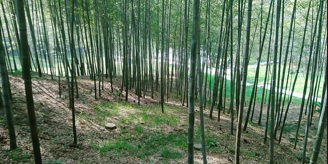 扬州又一湿地公园火了！被称为 “扬州小九寨”，适合周末溜娃野餐