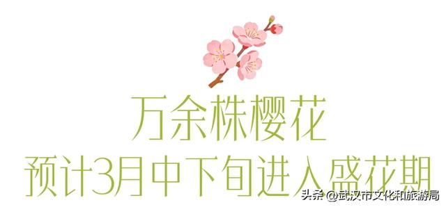 今天开园,东湖樱花园最新实拍!