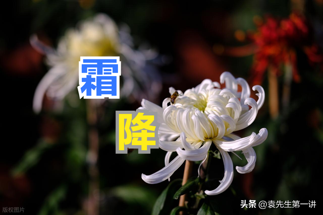 今日霜降，老人说最怕“霜降一日雨”，霜降下雨有啥预兆？早了解