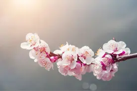 花花这么可爱，当然要吃啦图片