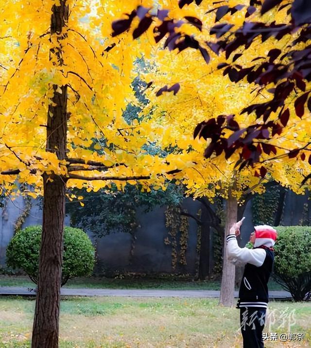 丛台金叶映笑颜 市民乐享好时光