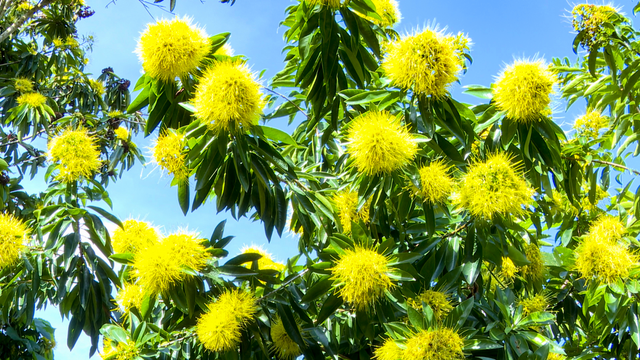 粤来粤好百千万｜龙湾镇：“黄金熊猫”竞相绽放 “美丽经济”点亮文旅新篇