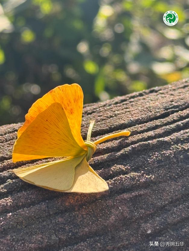 冬日美景在五华｜圆通山老银杏，藏着昆明人的共同记忆