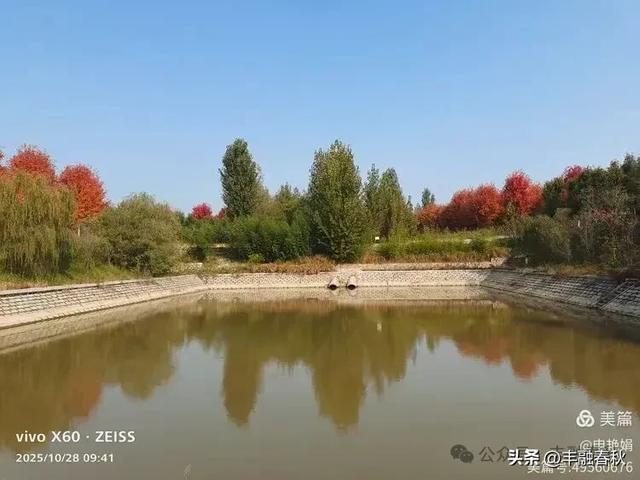 丹枫映秋，枫彩满楼｜申艳娟