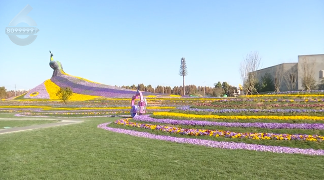 15米孔雀花雕亮相，七彩花海即将开放→