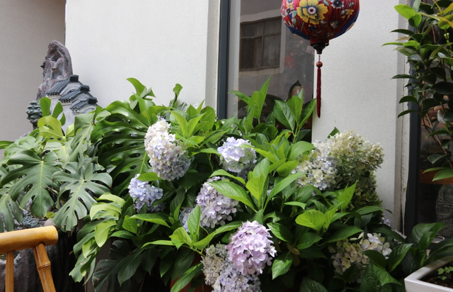 马龙土瓜冲旅居村：茶香咖香酿出退休后的馥郁芬芳