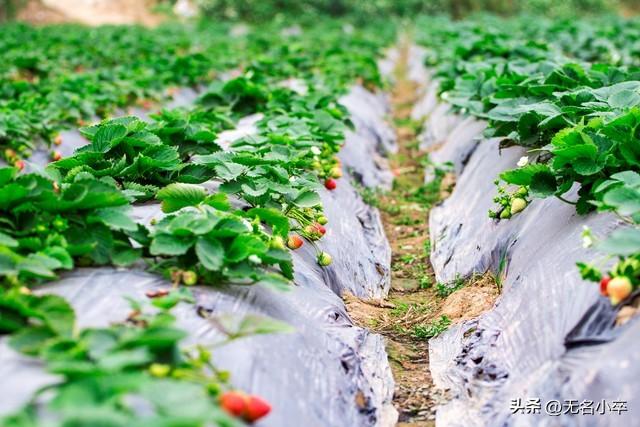 我来告诉你，广西水果自由的背后藏着多少“不可告人”的秘密