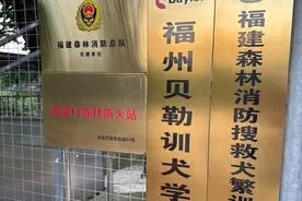 事发福州！爱犬去上“培训班”，主人却再也没有等到它回家......图片