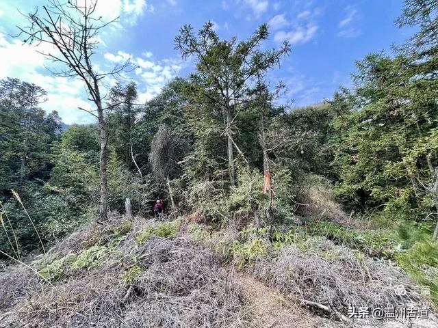 秋高气爽徒步季！温州这处有“小九华山”之称的奇秀山峰等你走起