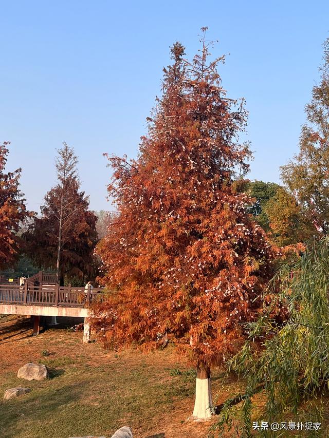 南昌凤凰洲湿地公园，美的不像话！