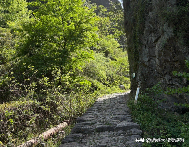 江浙沪私藏地太赞了，拥有古道和水杉林，一路绿色暴击，快来征服