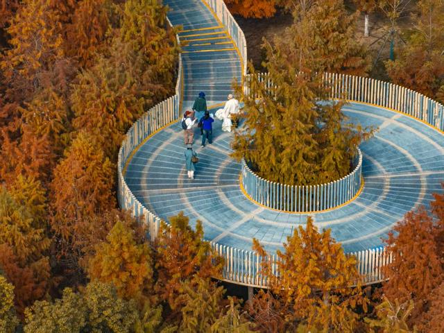 常青公园全面开放露营区域，市民可享“红叶树下”悠闲时光