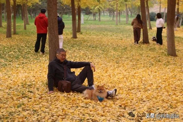 全部免费！渭河南河堤路赏秋攻略大全，那风景简直美爆了！