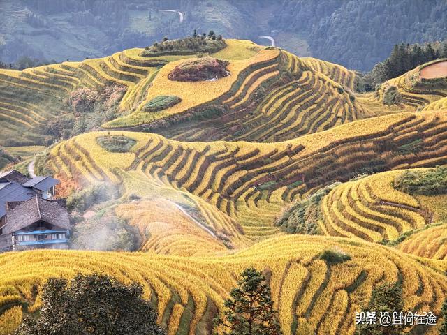 国庆期的龙脊梯田，即使是用老人机，也能拍出最动人的秋景与秋色