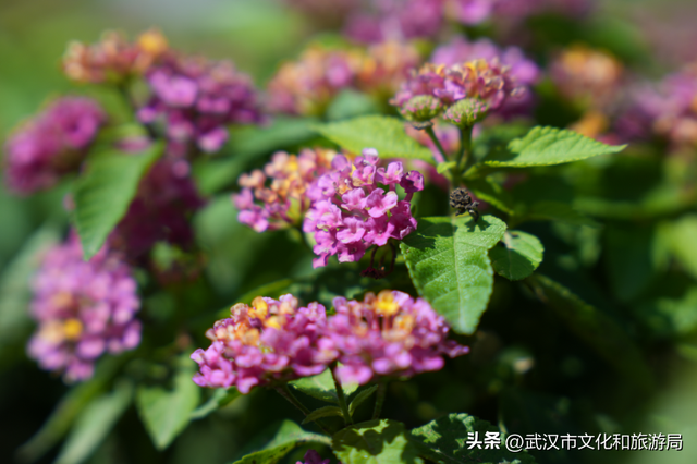 赏花正当时｜万花齐放！武汉这片金色进入最佳观赏期！