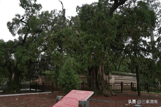 跟着美食畅游渭南|寻味白水 踏古寻幽