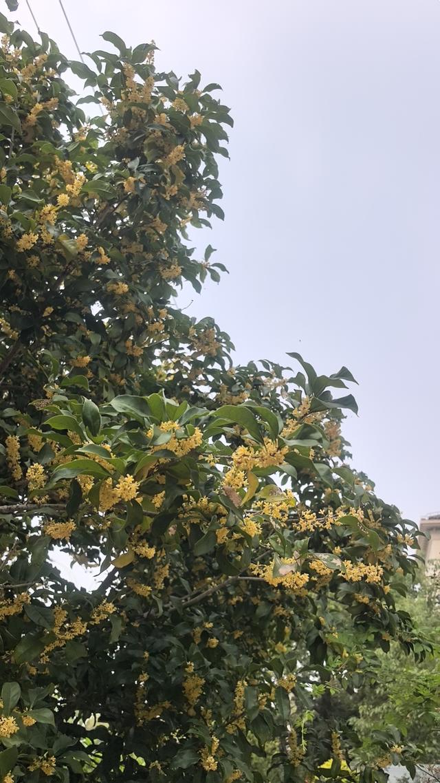 立冬桂晚，秋韵未阑