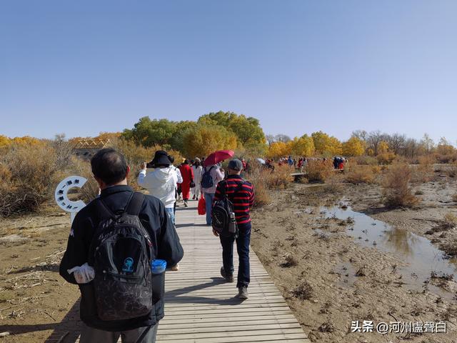 额济纳旗胡杨林