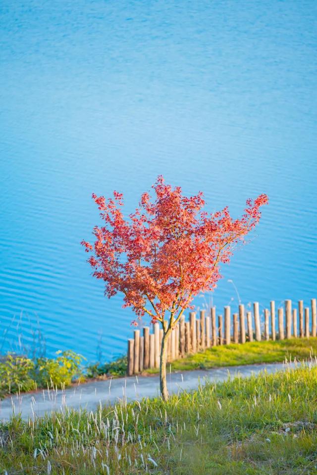 冲！星星湖营地秋色已上线，全攻略奉上～