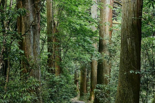 当天就能来回！上海周边6个适合爬山徒步的地方！沿途风景绝美