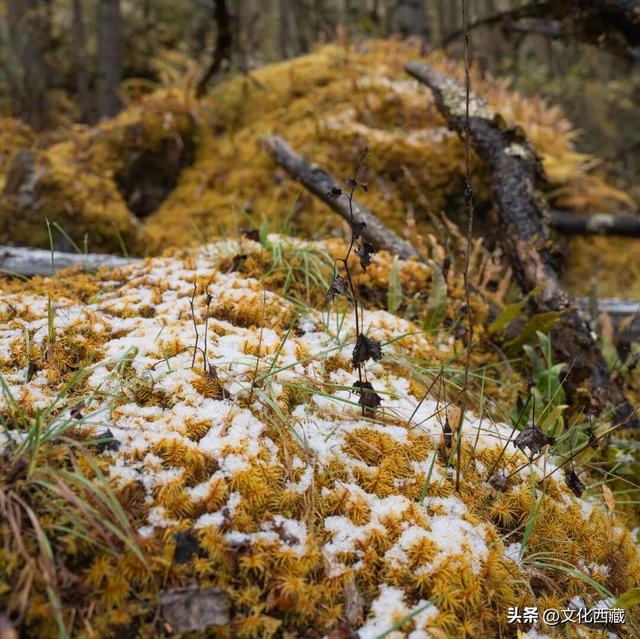 来西藏，一定要选冬天！人间仙境，东方瑞士，我不允许你错过！