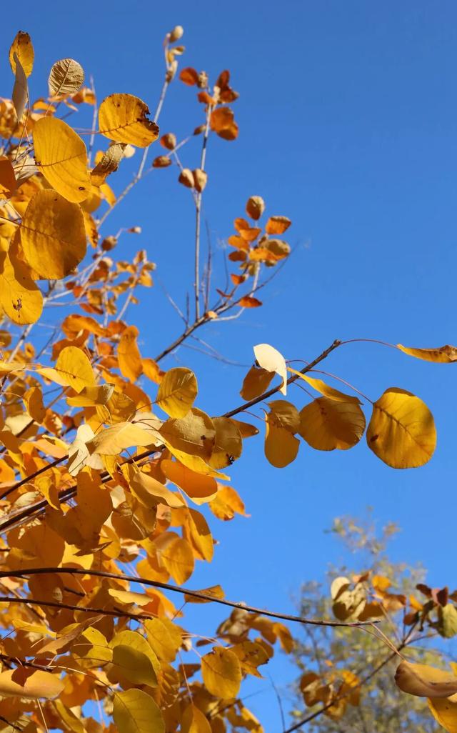 莲花池公园满目鎏金，这个周末等您来赏→
