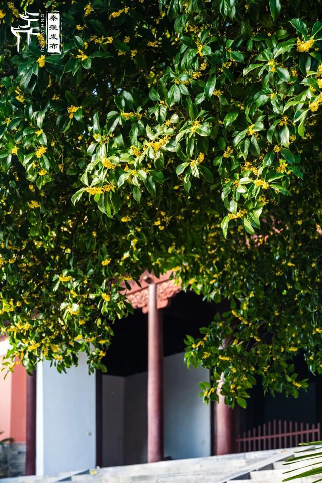 花样秦淮｜秋桂