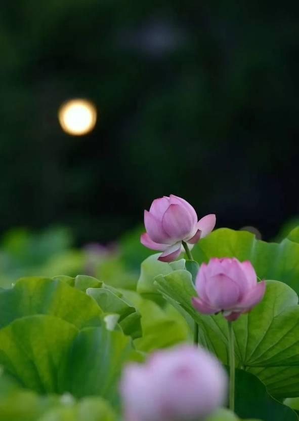 长春限定！点击收获绝美花开瞬间→