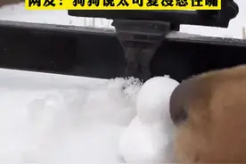 这鸭货有点冻嘴 女生用雪夹鸭子被狗吃掉图片