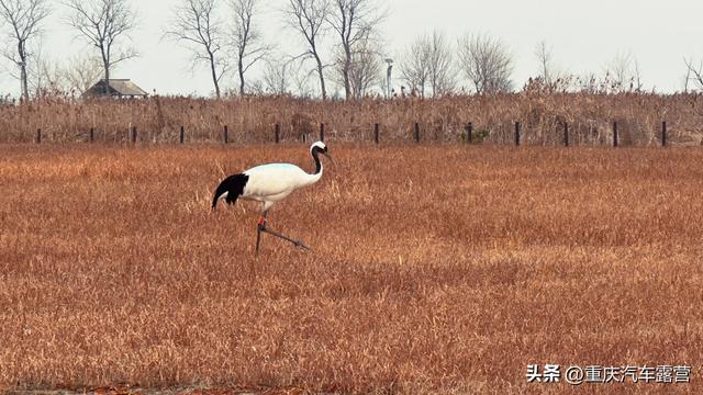 谁说平原无风景？盐城就是特例