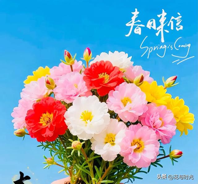 分享图片～锋兰达～姿态优雅，鲜艳夺目，幽雅清香的太阳花