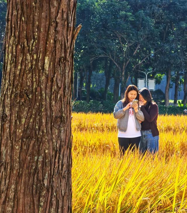 南山秋艳！云浮市民前来打卡→