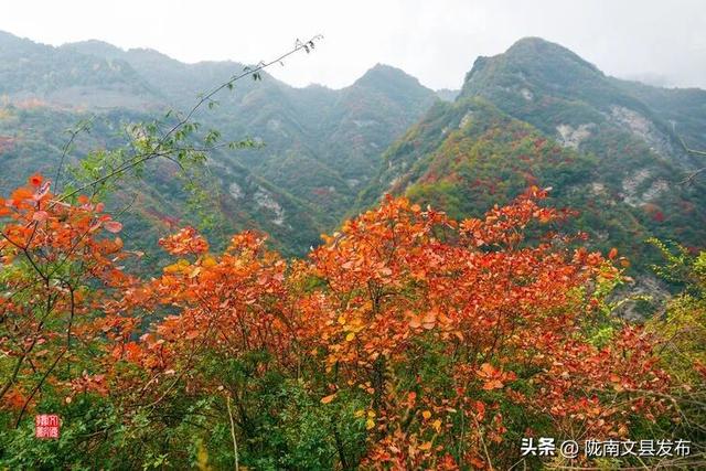 醉美文县：秋色斑斓大岭梁