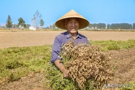 别再乱种花生了！老农民私藏的种植口诀，产量翻倍不是梦！图片