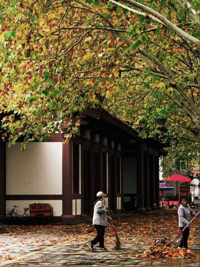 落叶有情！让汉中的秋天再“飞”一会 →