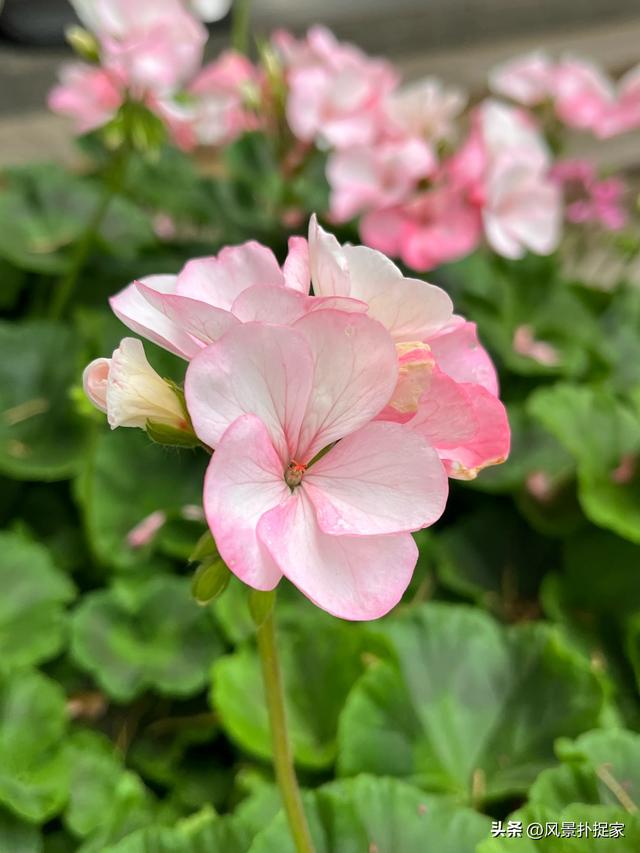 昆明翠湖公园，生态绿洲！