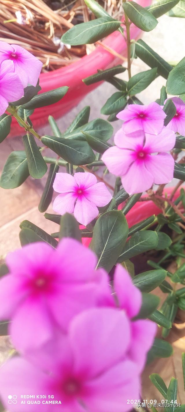 七绝 初冬游莞市公园