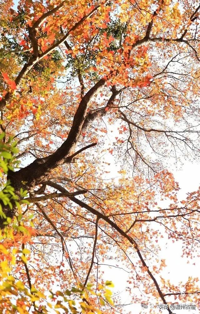 现场报道：这条离市区很近的著名红枫古道已枫情万种，徒步正当时