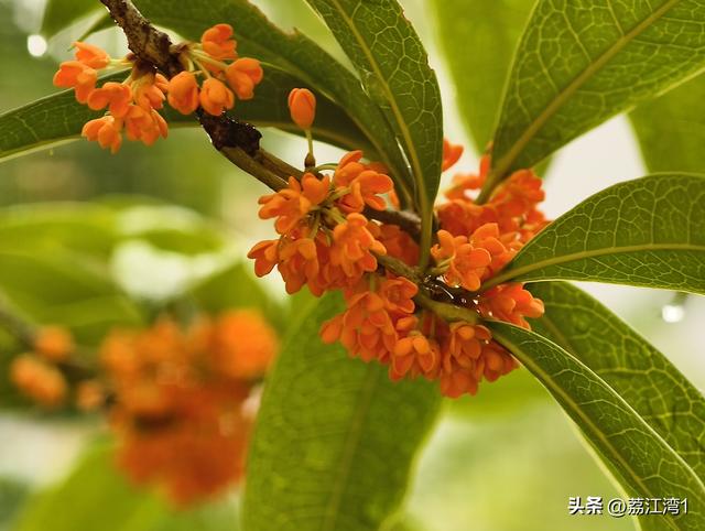 桂香漫城：桂林的秋日私语