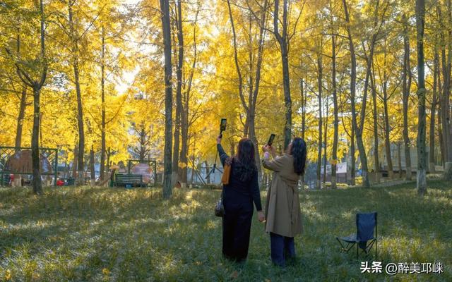 临邛古城银杏季，从浅黄到满树的鎏金，阳光温柔绵长