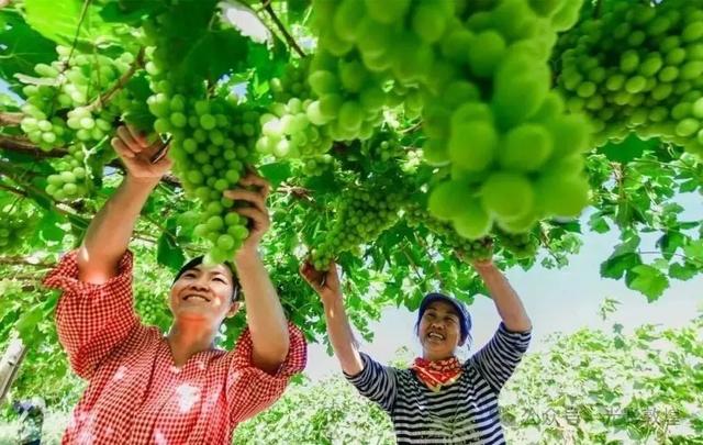 摘颗阳关葡萄，甜透丝路两千年