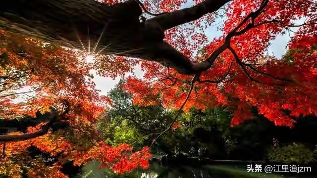 秋染层林